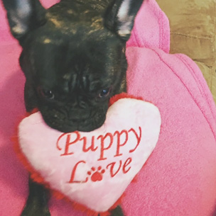 A small French Bulldog holding a heart-shaped stuffed toy with the words  Puppy Love  printed on it, placed against a pink blanket.